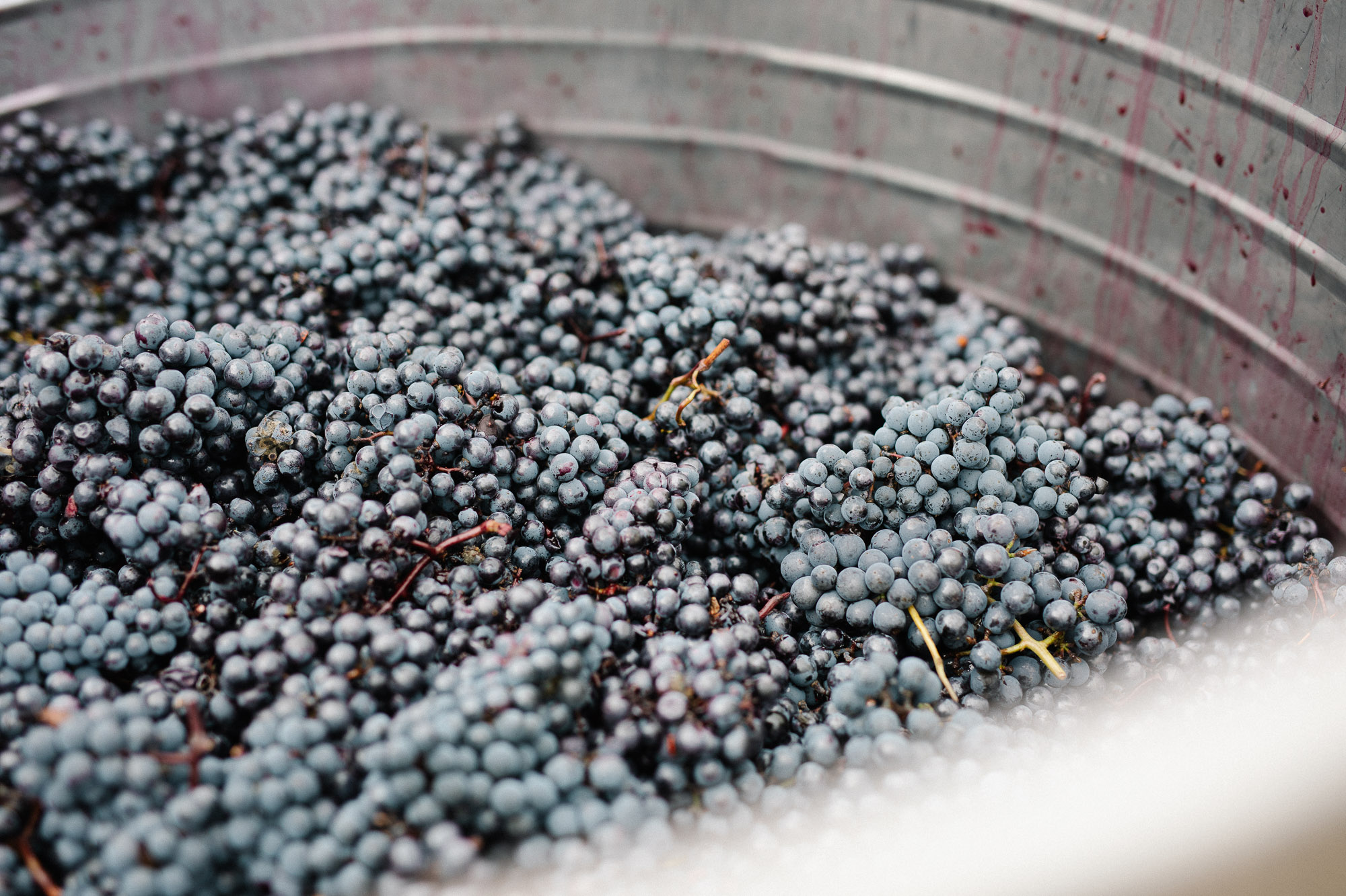 BalthasarRess_22-10-05_web_4436 Die Trauben kurz vor der Pressung