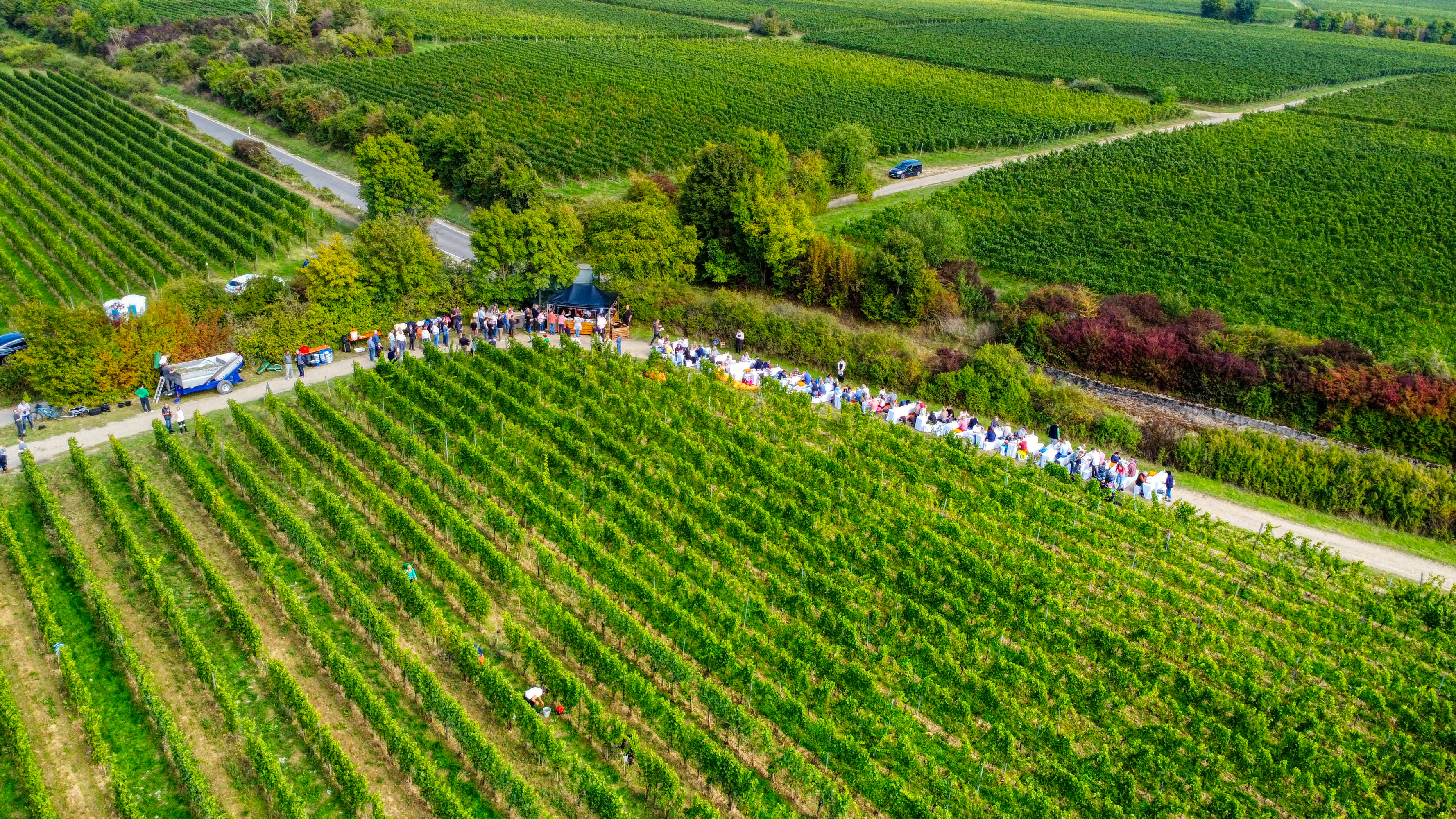 DJI_0354_7 Lesefest im Weinberg