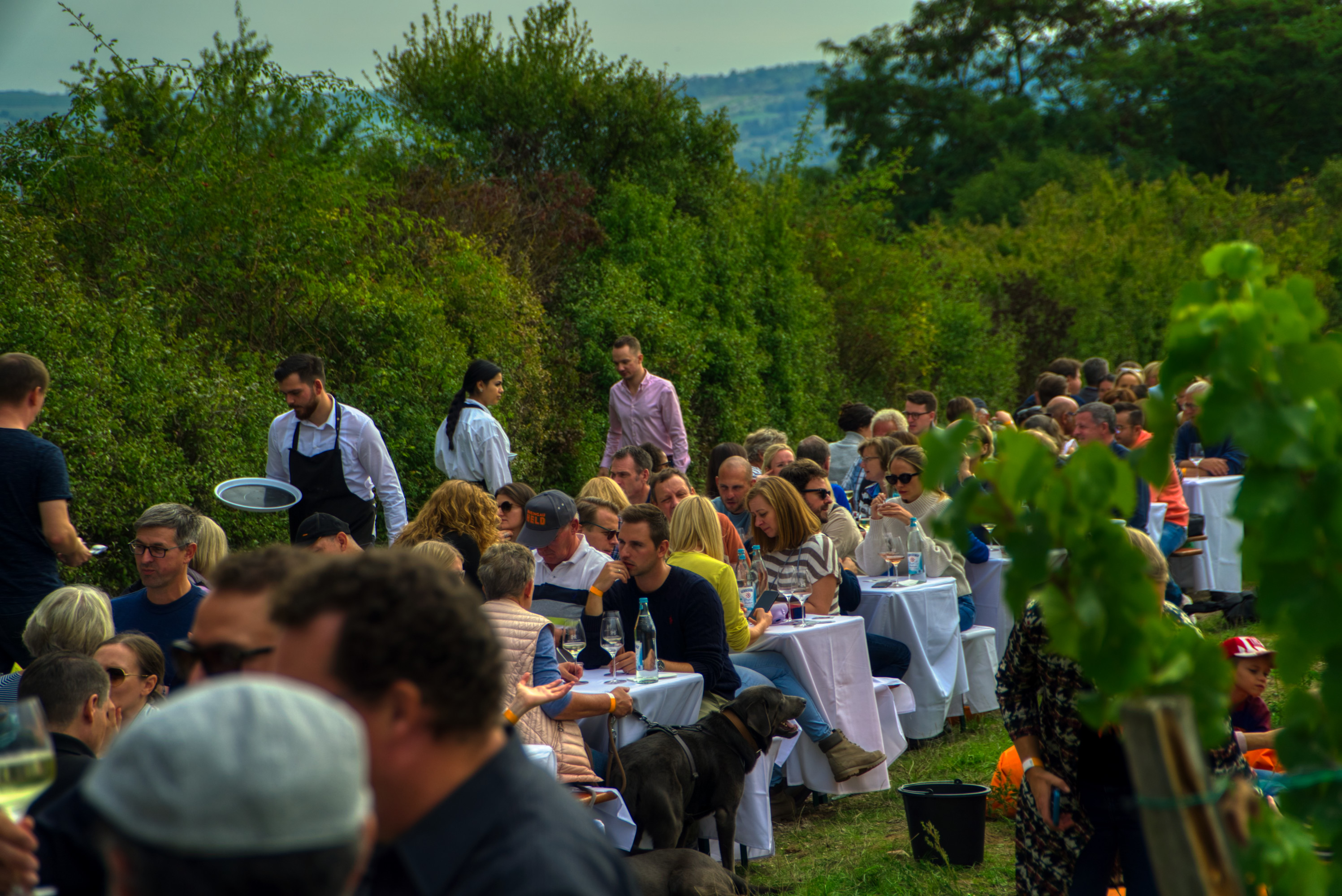 DSC07824_38 Rebstockpächterfest im Weinberg