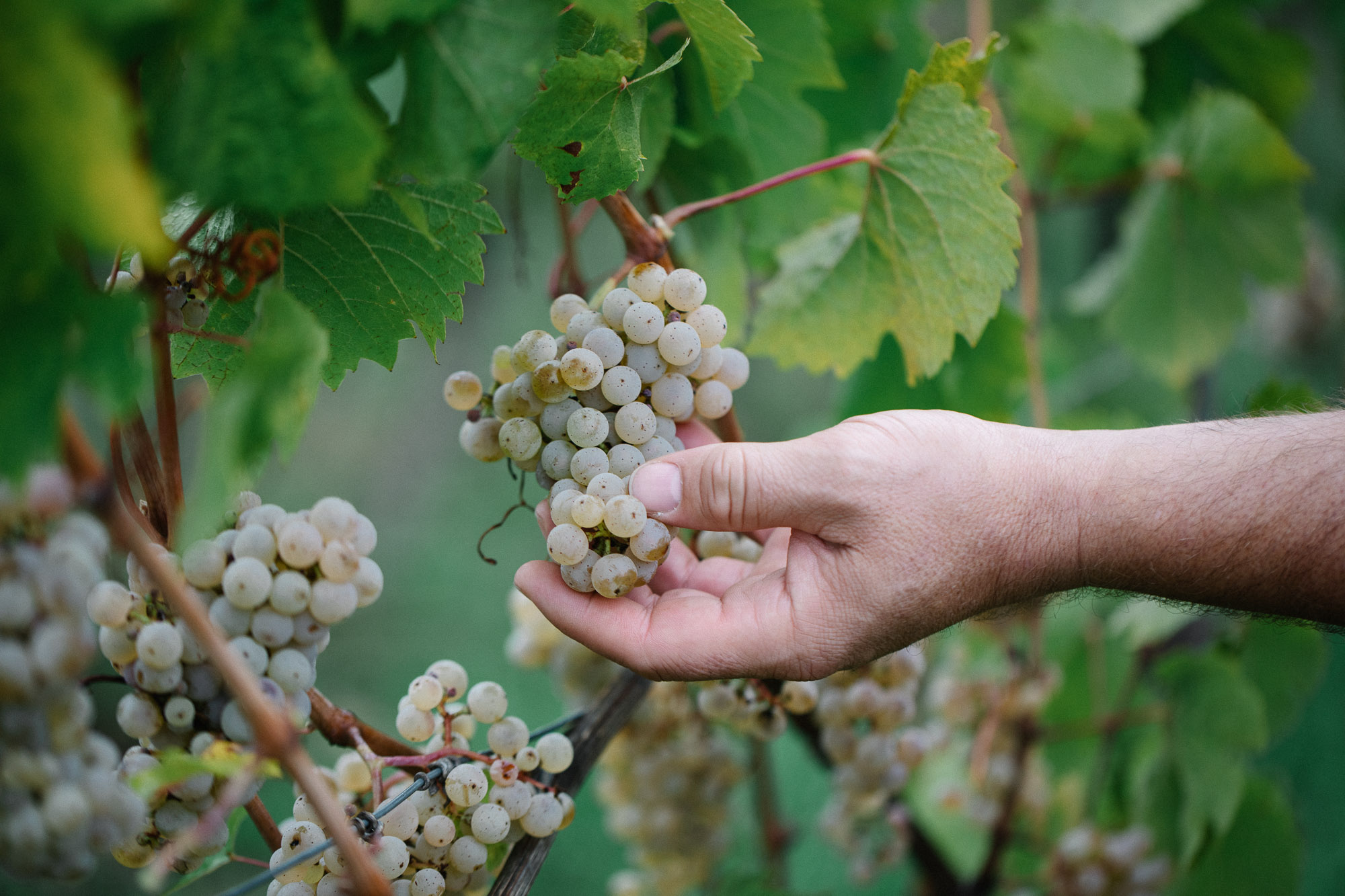 BalthasarRess_22-10-05_web_3881 100% Handarbeit